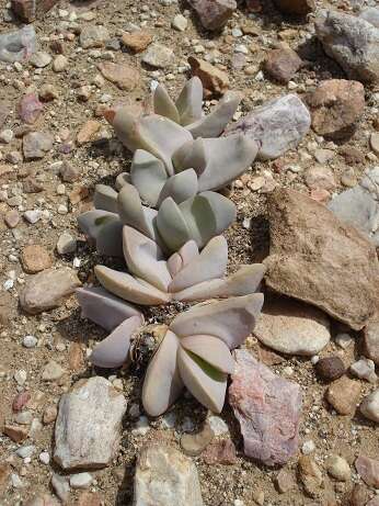 Image of Glottiphyllum neilii N. E. Br.