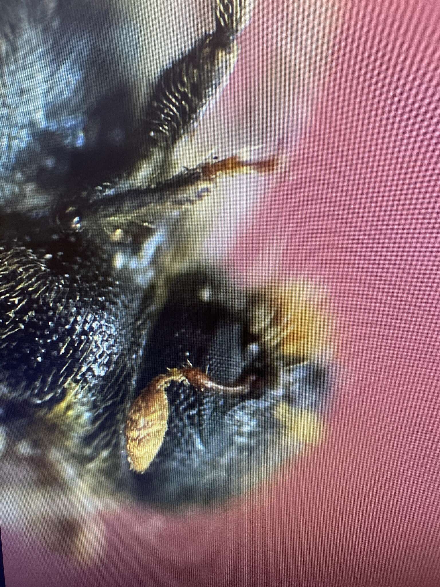 Image of Bark beetle