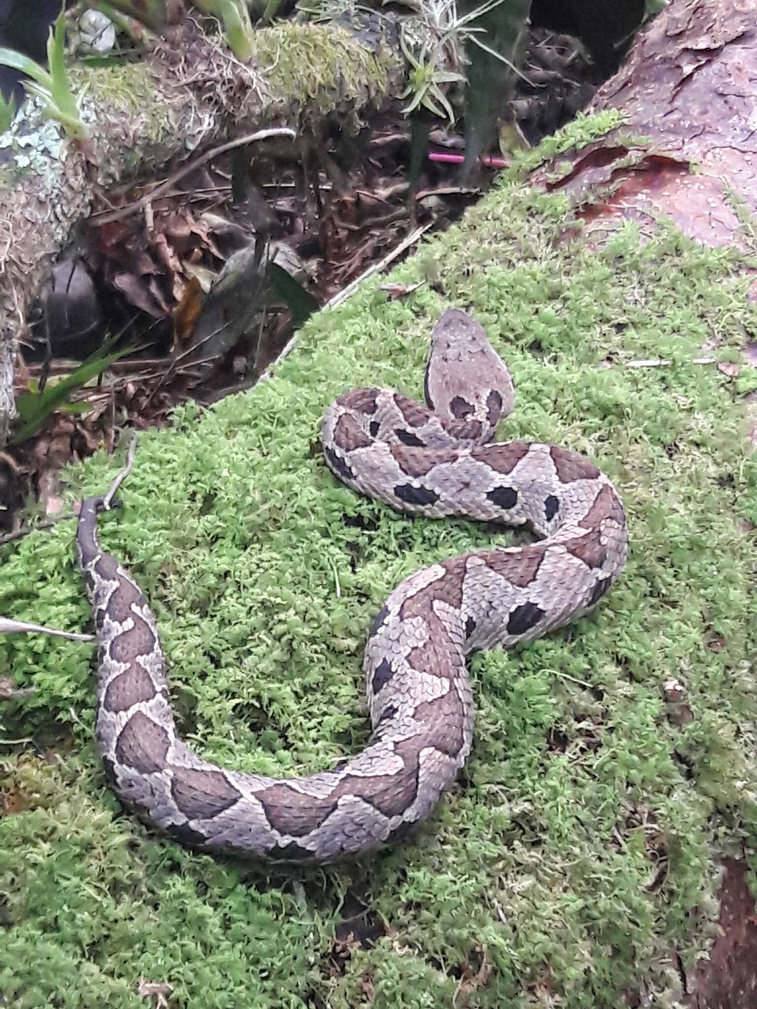 Image of Metlapilcoatlus nummifer (Rüppell 1845)