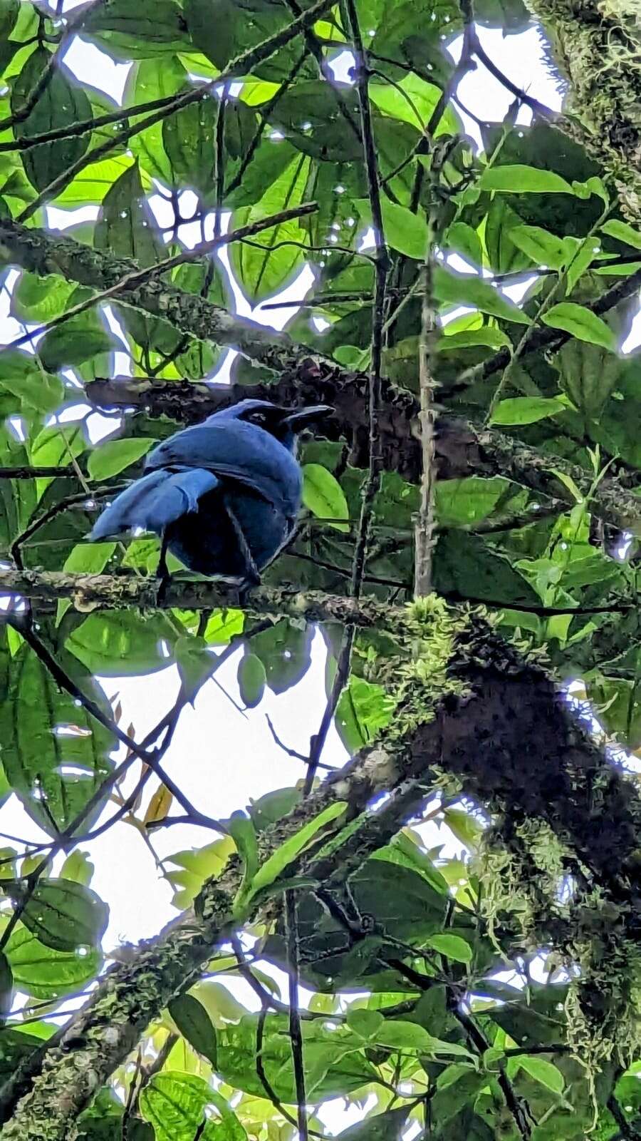 Image of Black-collared Jay