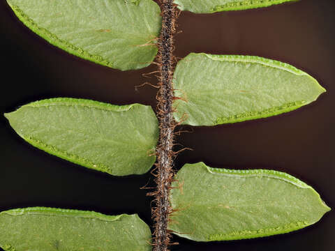 Image de Pellaea rotundifolia (G. Forst.) Hook.