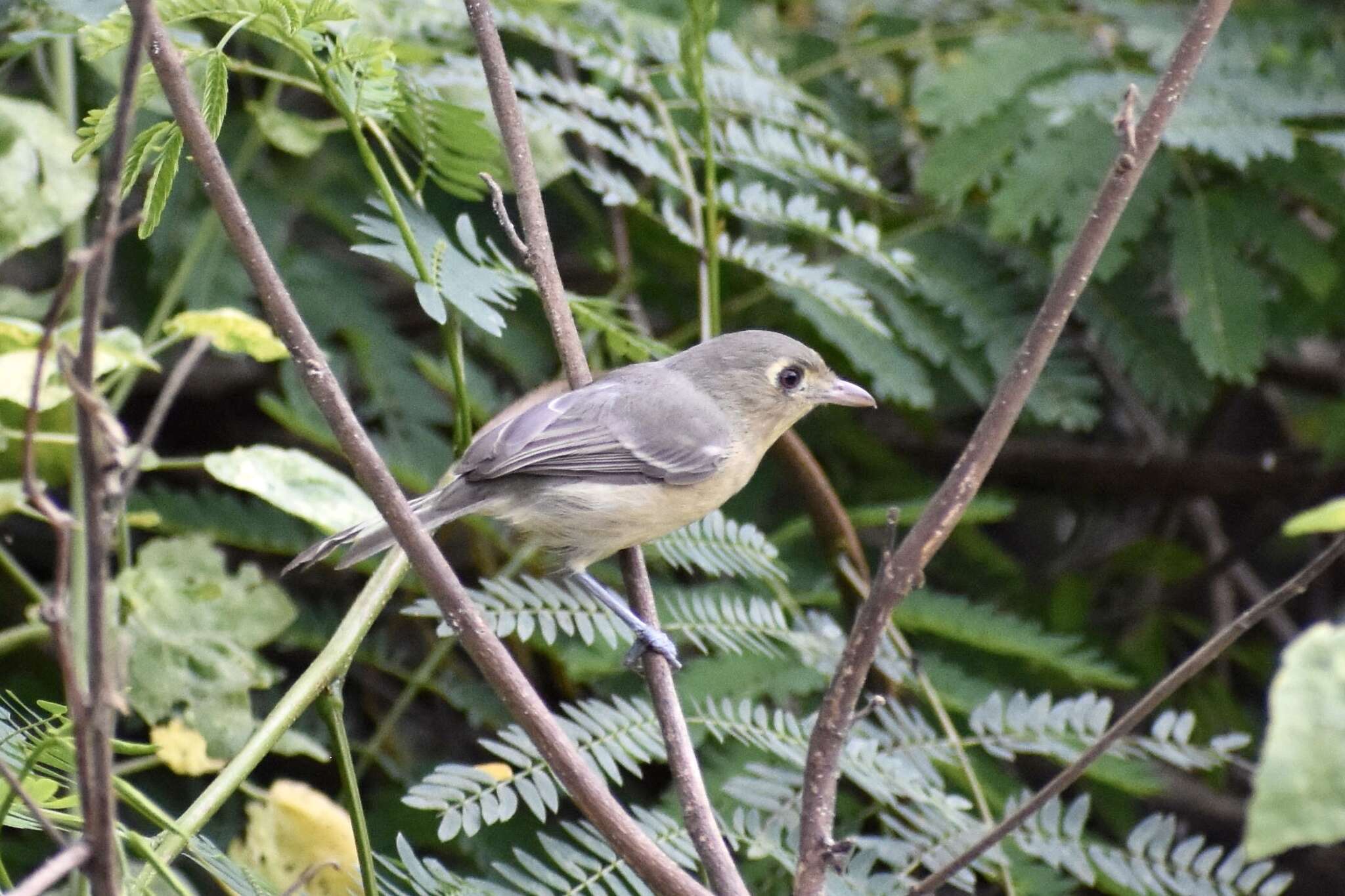 Image of Cuban Vireo