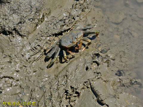 Image of Macrophthalmus (Mareotis) banzai Wada & K. Sakai 1989