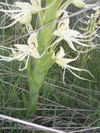 Image of Habenaria gourlieana Gillies ex Lindl.