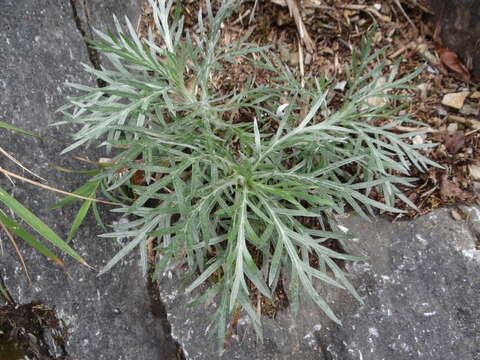 Image of <i>Artemisia <i>somai</i></i> var. somai