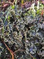 Image of felt lichen