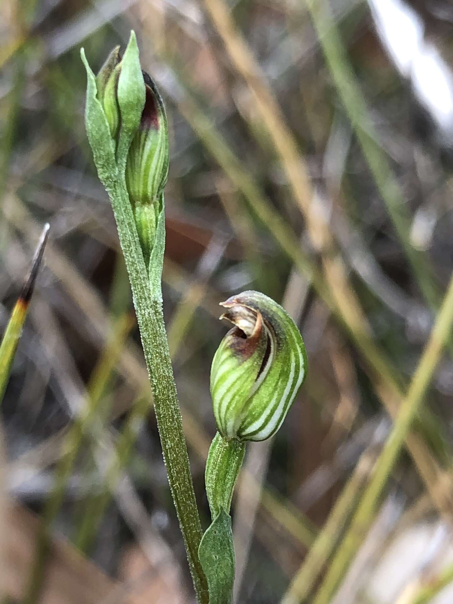 Слика од Pterostylis rubescens (D. L. Jones) G. N. Backh.