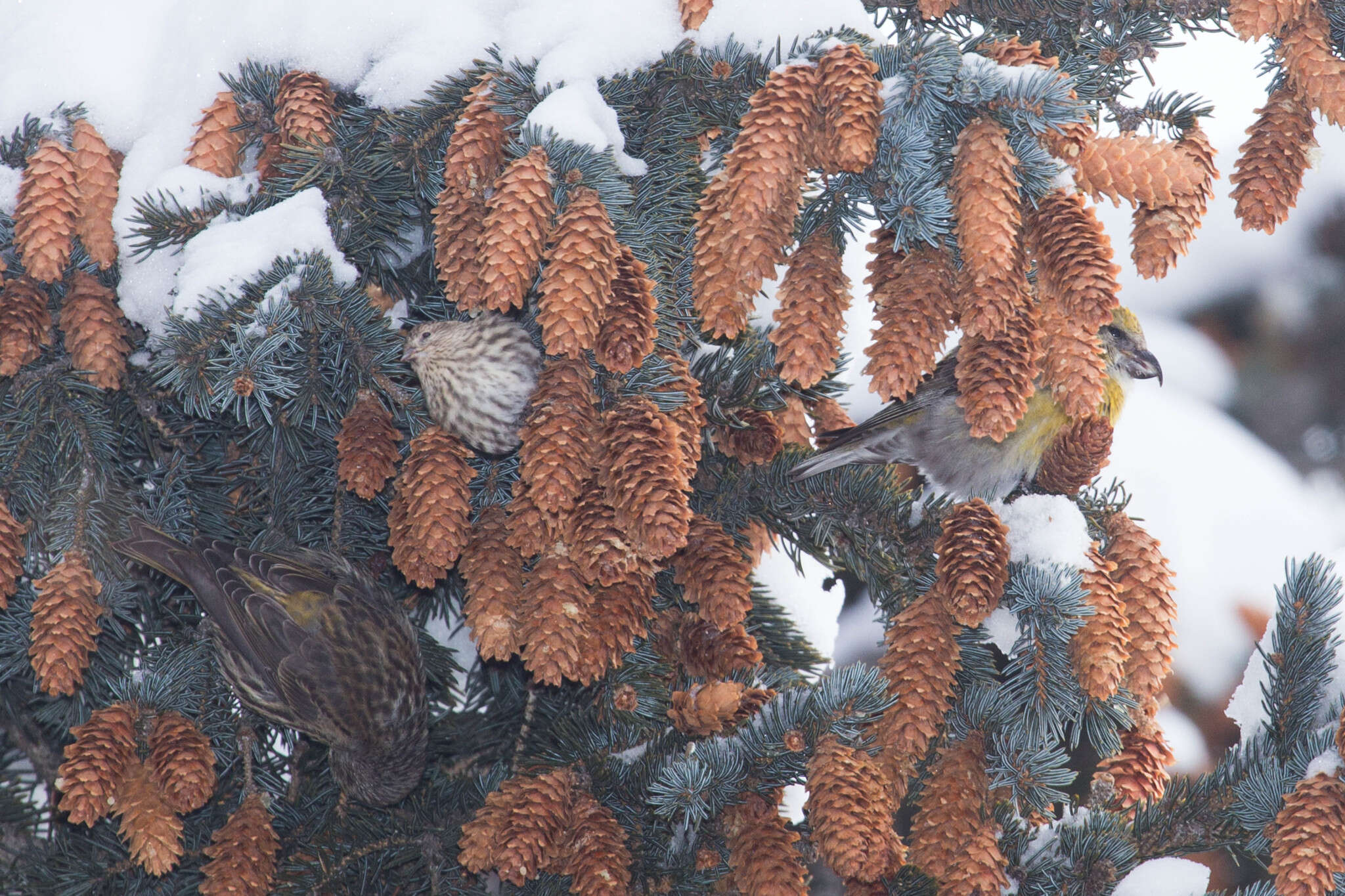 Image of Pine Siskin