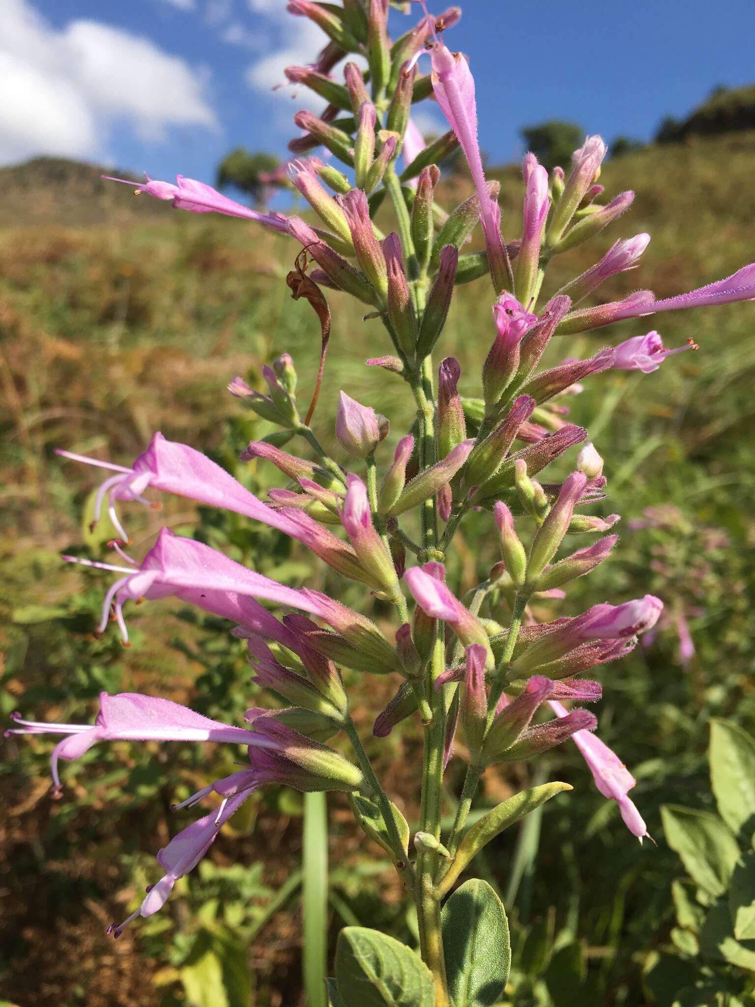 Image de Syncolostemon macranthus (Gürke) Ashby