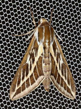 Image of Australian Striped Hawk Moth