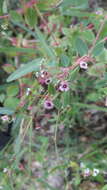 Image de Euphorbia polycarpa Benth.