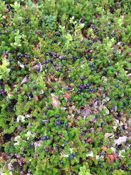 Image of Mountain Crowberry