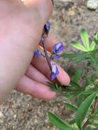 Image of broadleaf lupine