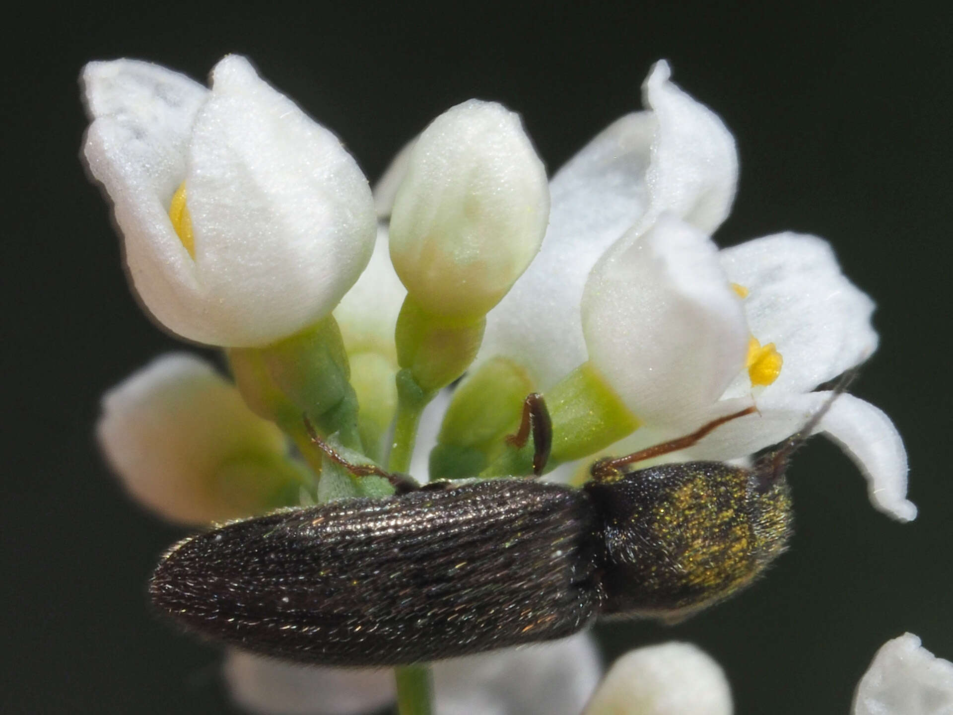 Image of <i>Pheletes quercus</i>