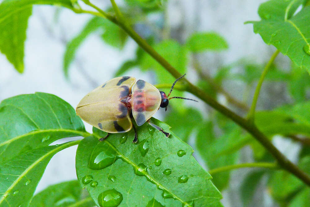 Image of Aspisoma sticticum (Gemminger 1870)