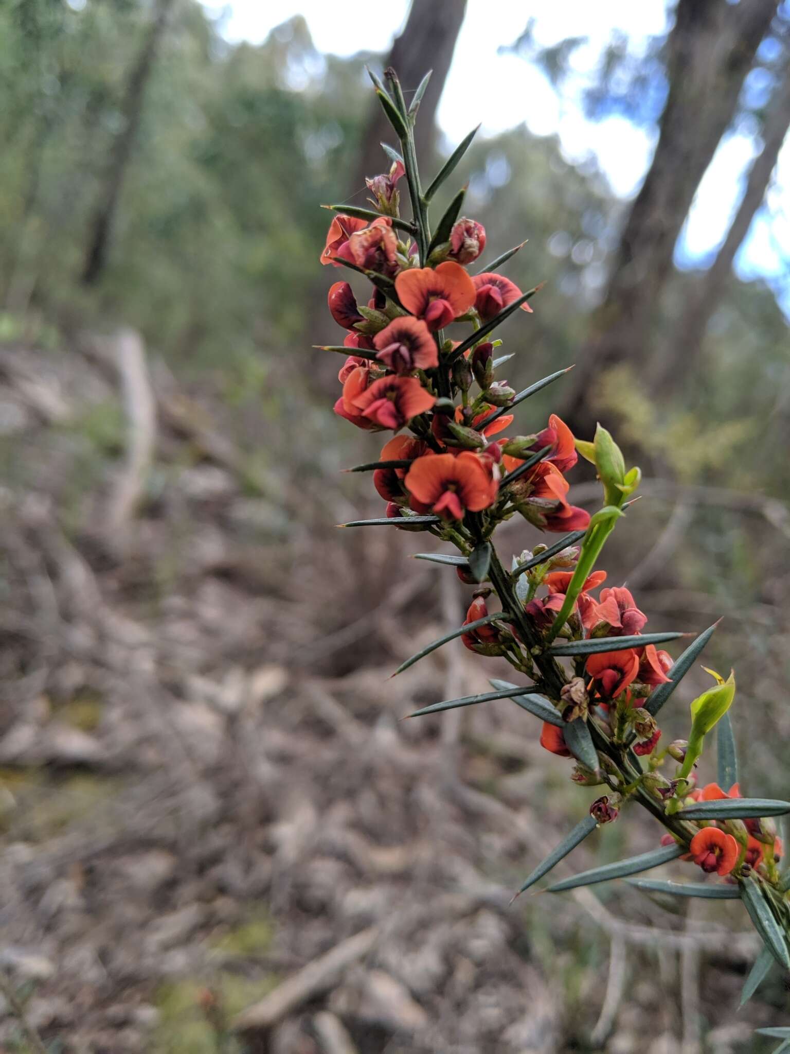 Image de <i>Daviesia ulicifolia</i> subsp. <i>incarnata</i>