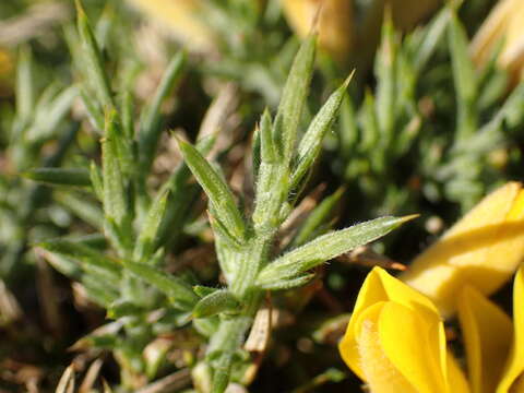 Imagem de Ulex gallii Planch.