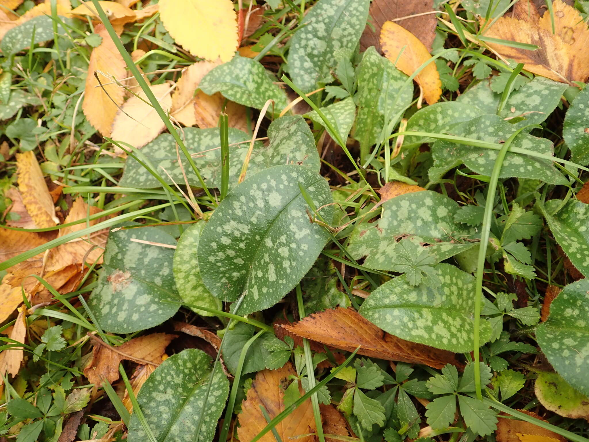 Image of Bethlehem lungwort