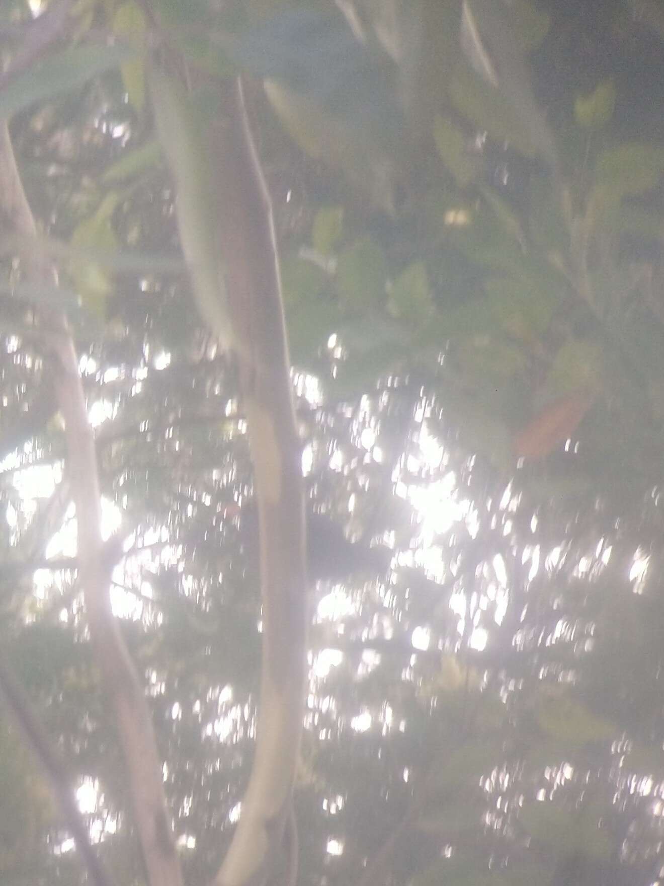 Image of Indian Blackbird