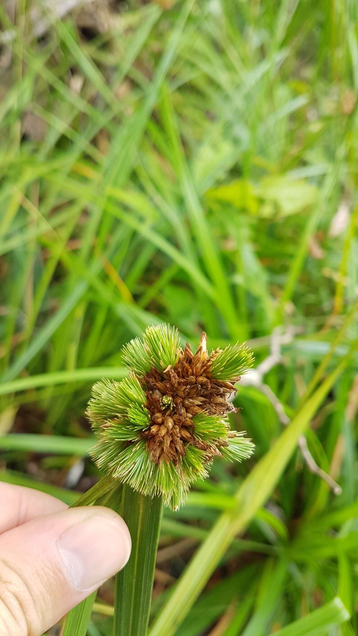 Image of Rhynchospora cephalotes (L.) Vahl