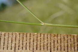 Plancia ëd Stipa pontica P. A. Smirn.