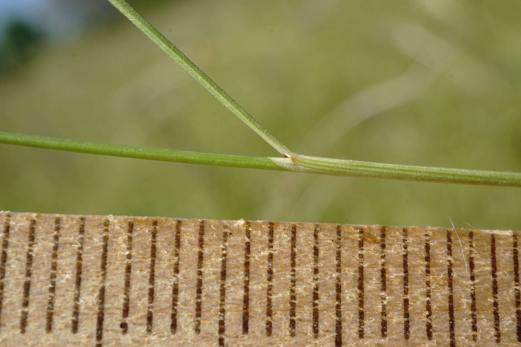 Plancia ëd Stipa pontica P. A. Smirn.