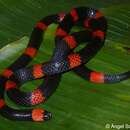 Image of Panamenian Coral Snake