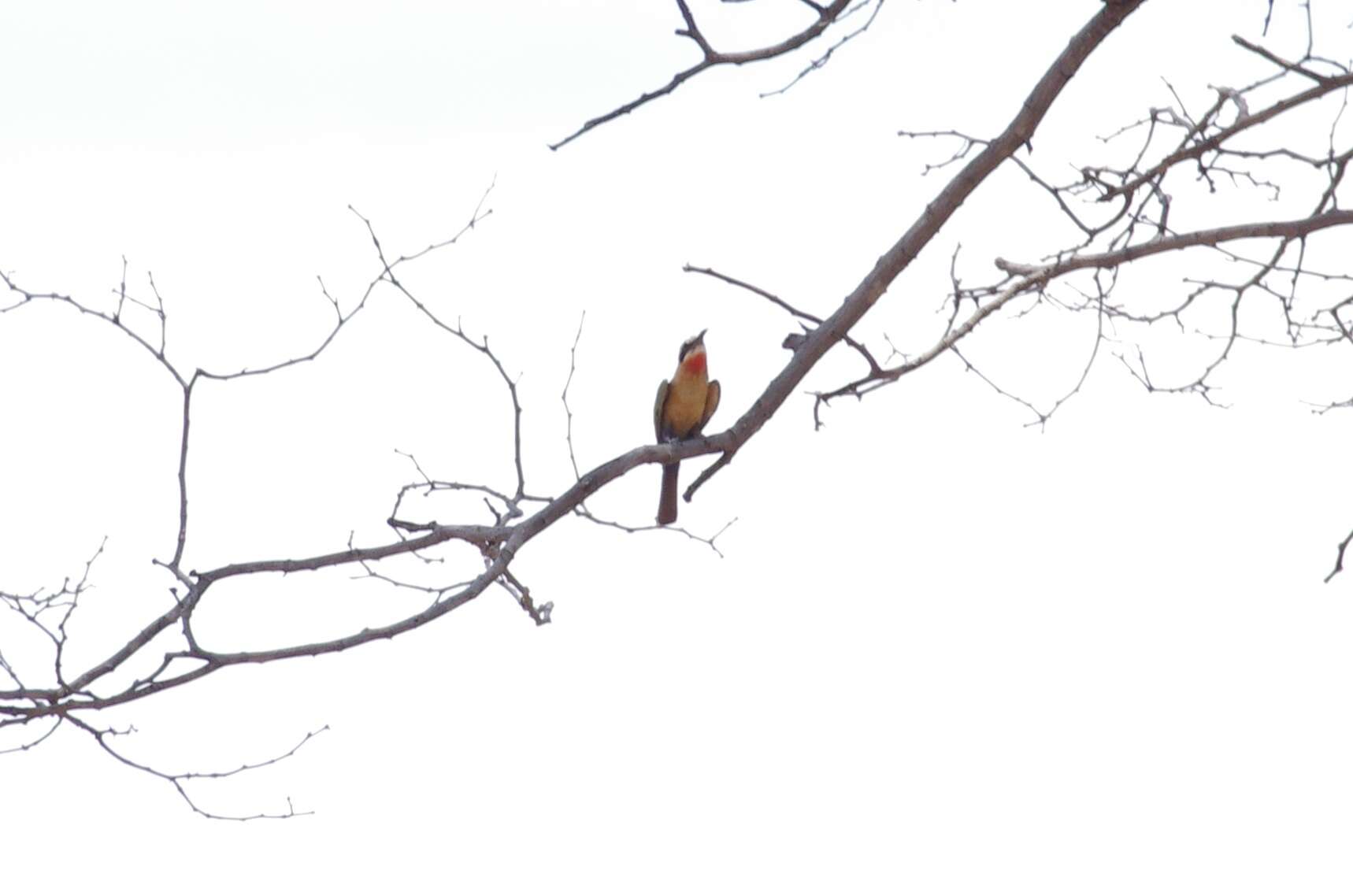 Image of White-fronted Bee-eater