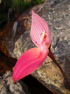 Image of Red Disa