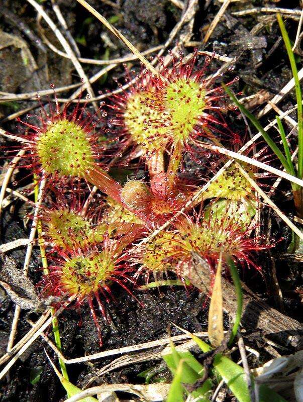 Image of Drosera collinsiae Brown ex Burtt Davy