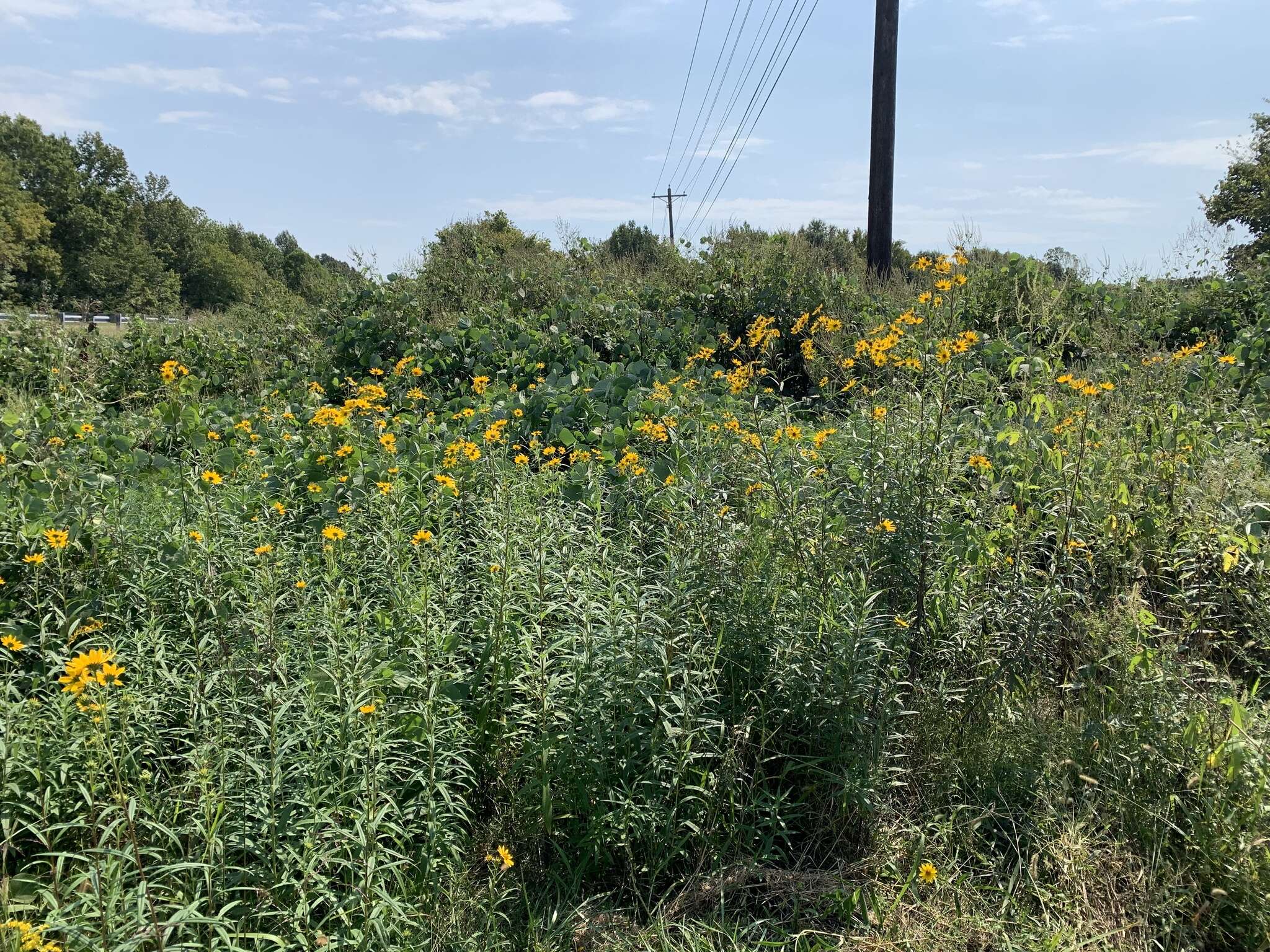 Image of Whorled Sunflower