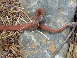 Image of Mexican Brown Snake