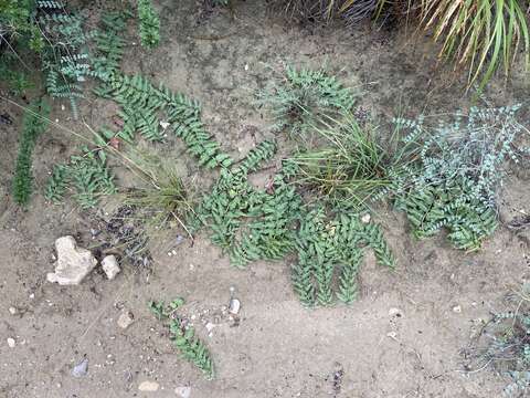 Image of Prostrate Milkweed