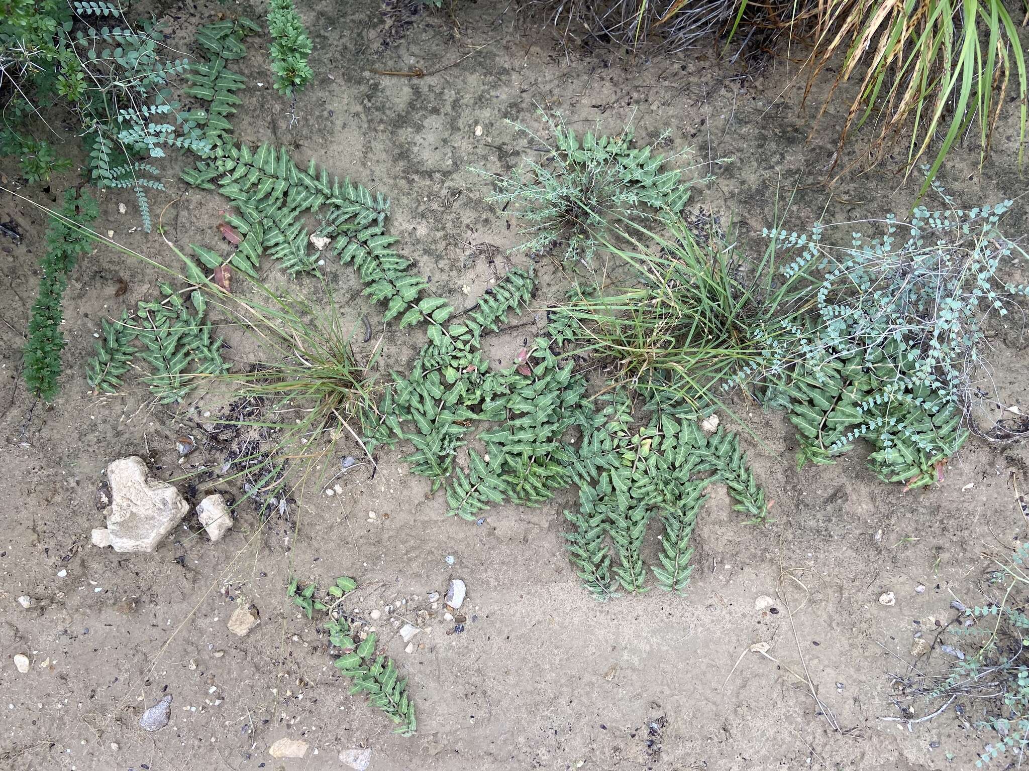 صورة Asclepias prostrata W. H. Blackw.