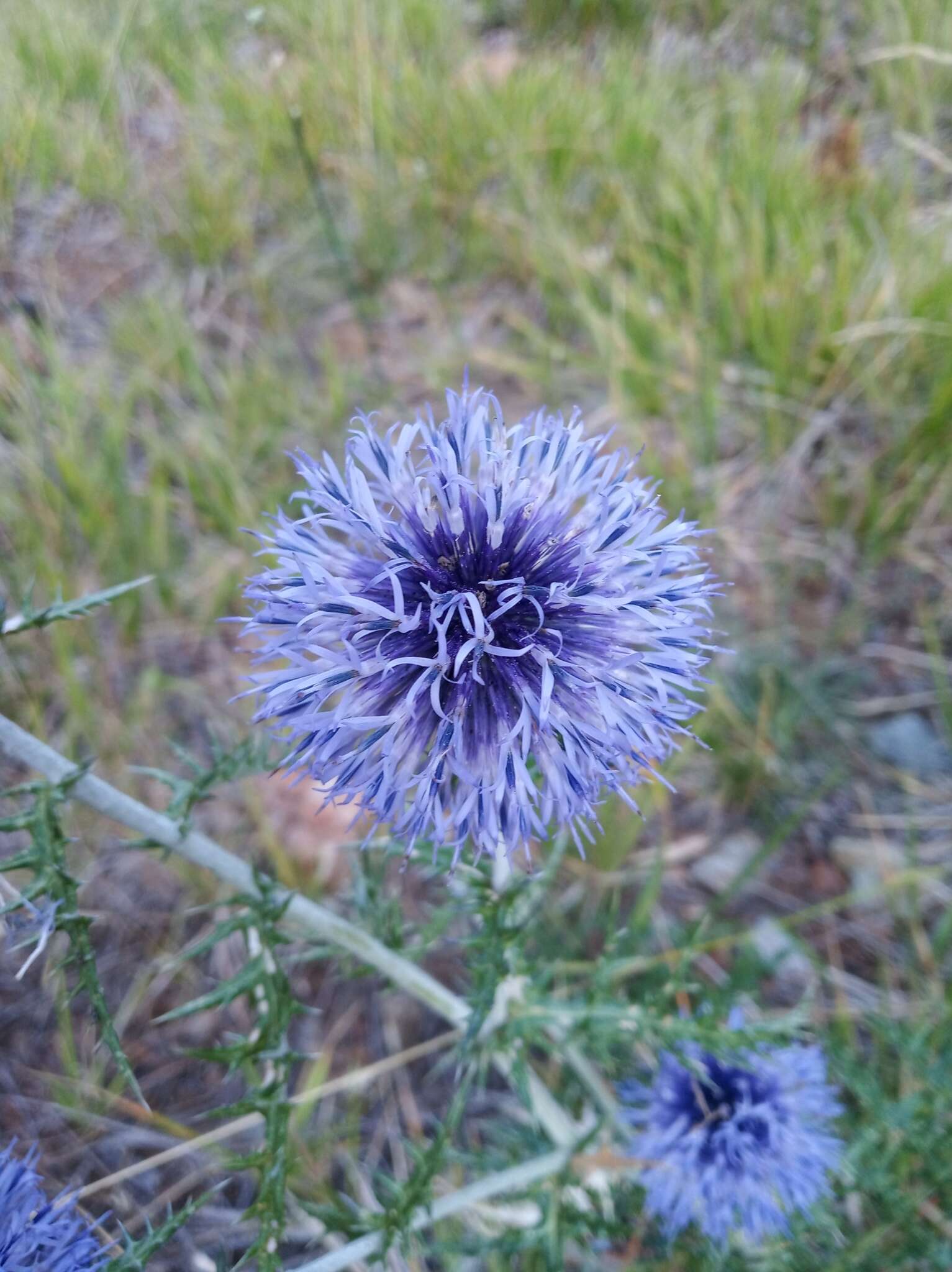 Image of Echinops ritro subsp. ritro