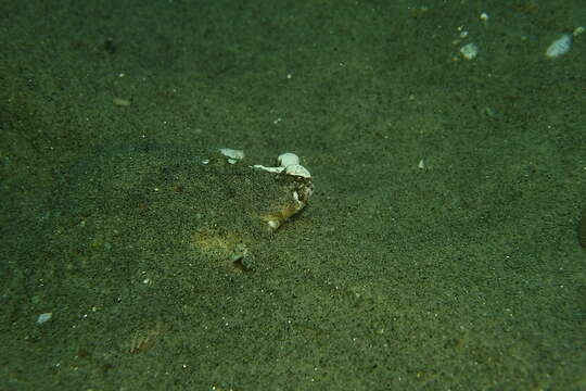 Image of Spotted turbot