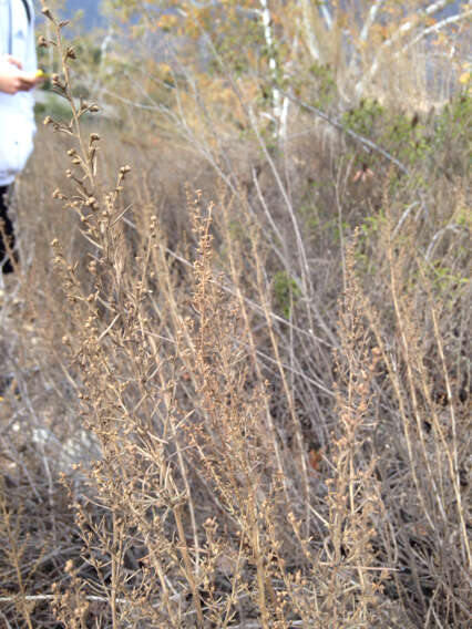 Image of coastal sagebrush