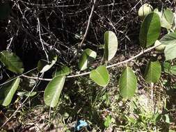 Image of Passiflora costata Mast.