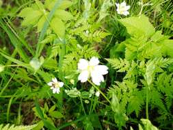 Image of Cerastium davuricum Fischer