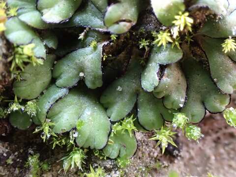 Image of Riccia inflexa Taylor