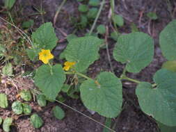 Image of Cucumis melo var. agrestis Naudin