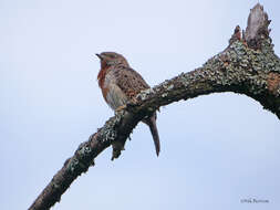 Image of Red-throated Wryneck