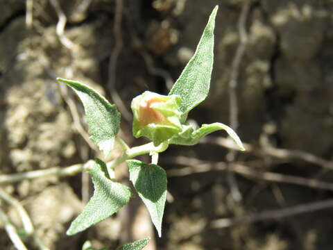 Image of arrowleaf mallow