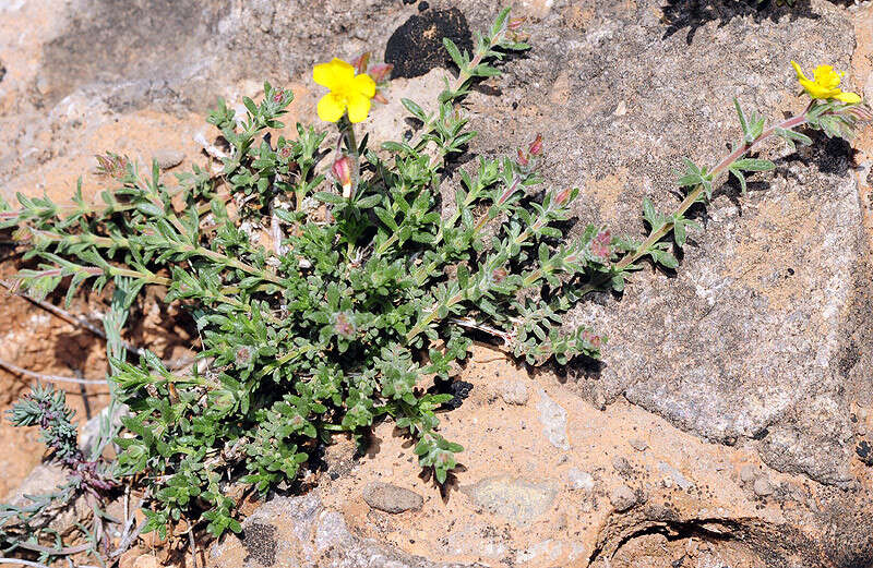 Image de Fumana thymifolia (L.) Spach ex Webb