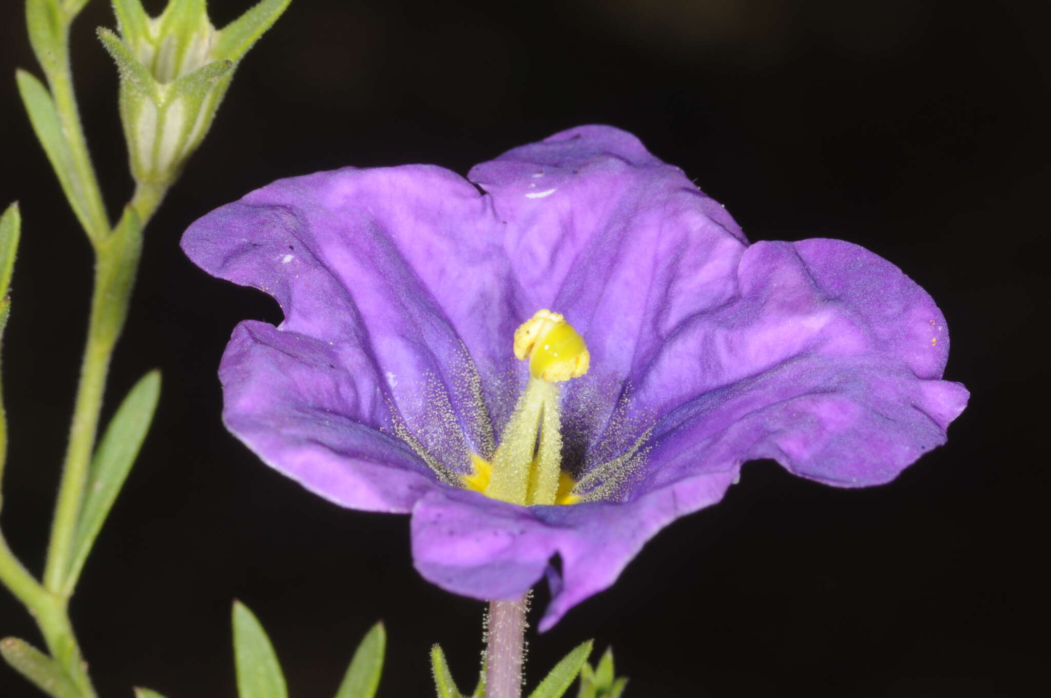 Image of Nierembergia linariifolia var. pampeana (Millán) A. A. Cocucci & A. T. Hunziker