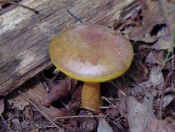 Image of Aureoboletus auriporus (Peck) Pouzar 1957