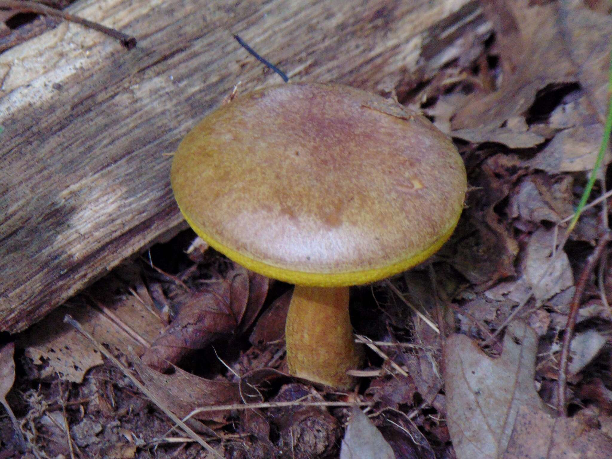 Image of Aureoboletus auriporus (Peck) Pouzar 1957