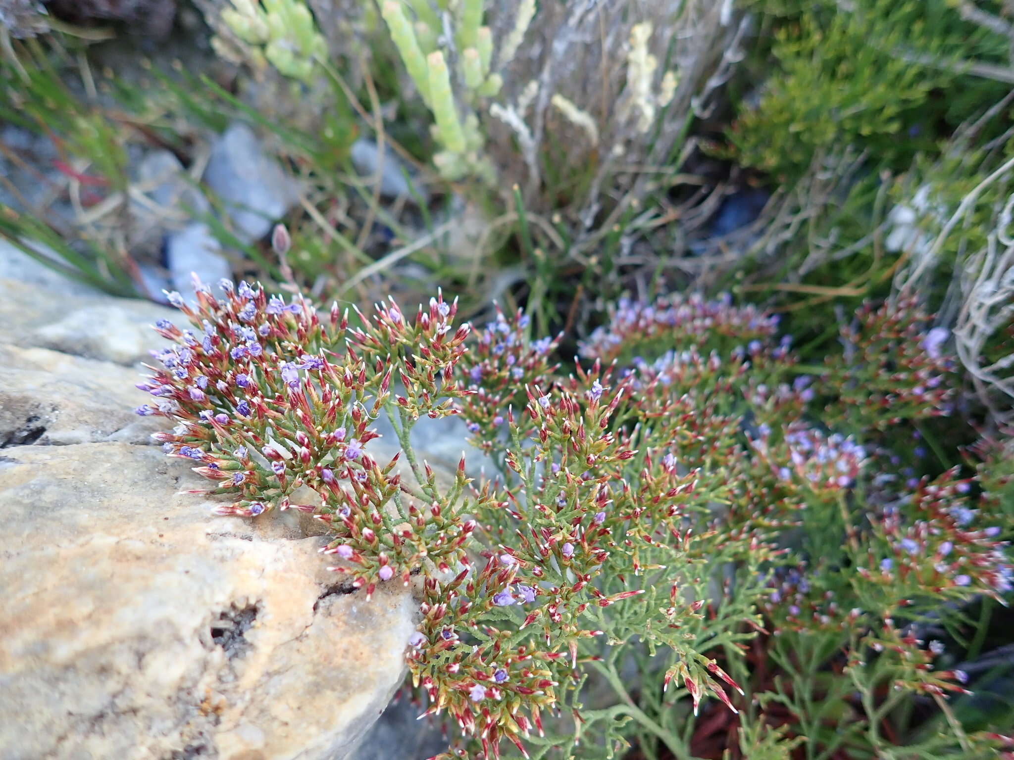 Imagem de Limonium scabrum (Thunb.) Kuntze