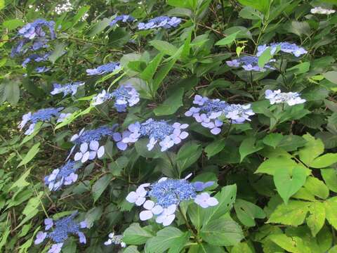 Image of Hydrangea serrata (Thunb.) Ser.