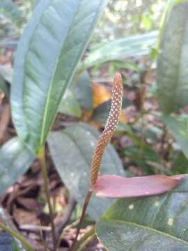 Image of Anthurium jesusii Croat